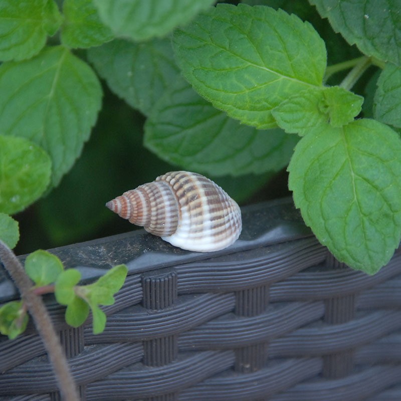 半褶织纹螺天然小海螺麻螺黑米螺diy配件 贝壳工艺品原料批发