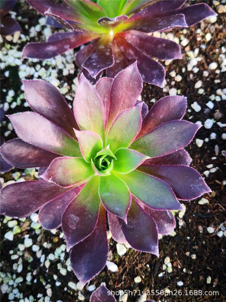 016大棚限时批发特价多肉植物 凤凰单头叶展6cm左右多肉珍稀品种