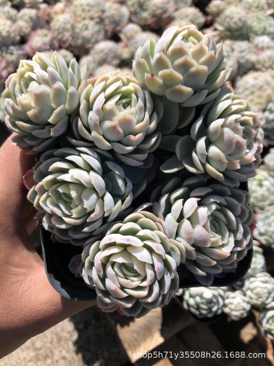 0181云南多肉植物大棚批发状态紫月影群冠幅10cm左右多肉品种限量