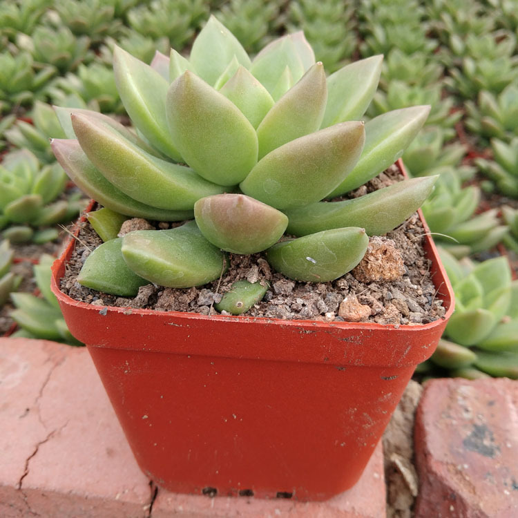 多肉植物批发 约6-7cm左右 青丽 裸根 花卉绿植盆栽园艺盆景苗木