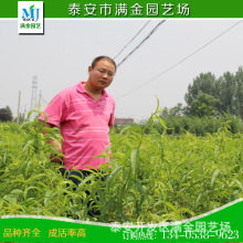 南方种植冬桃苗批发基地 种植嫁接果树苗当年结果量大价低