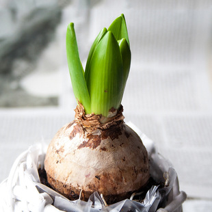 开花对版/风信子种球水培套装水养花四季室内盆栽桌面花卉植物