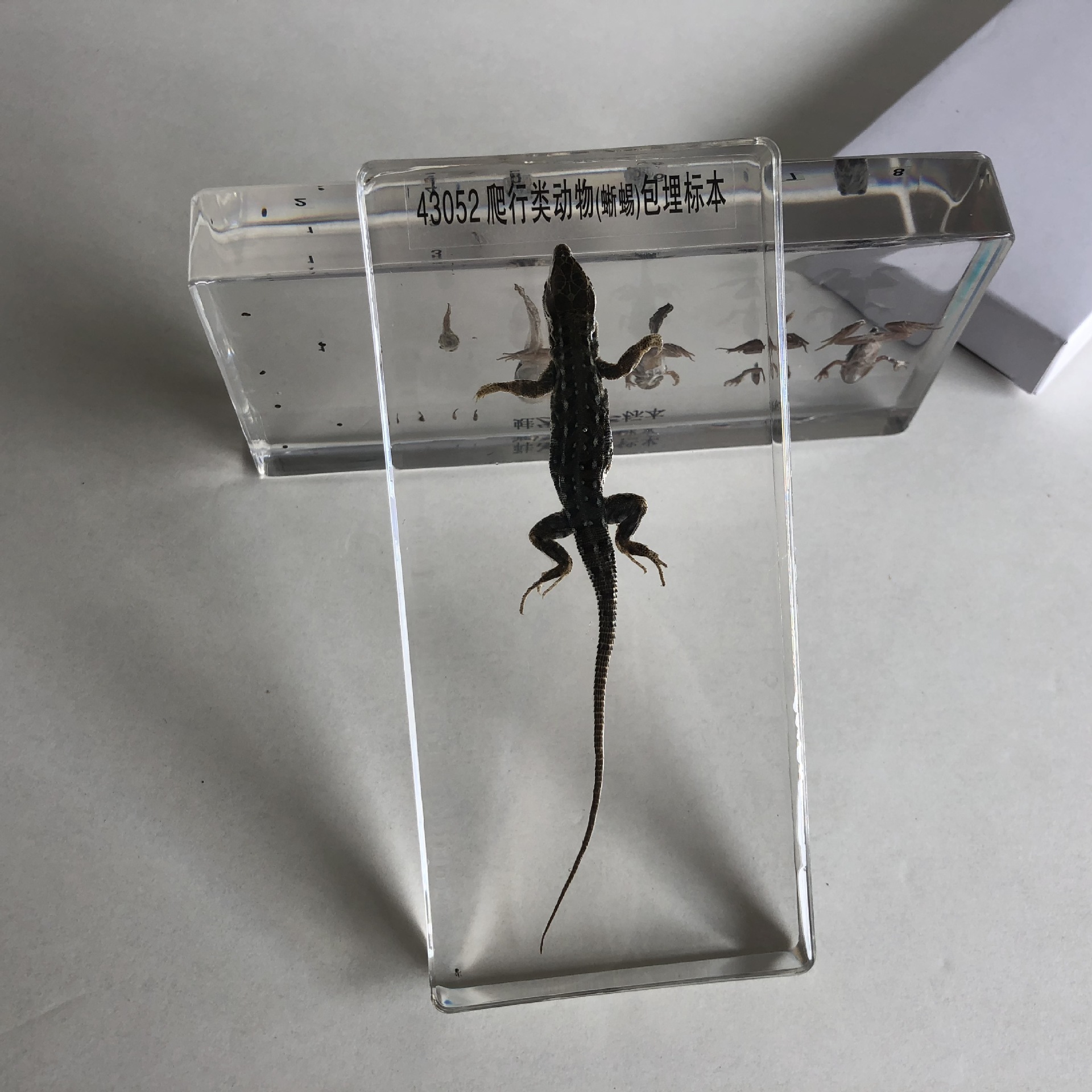 爬行类动物包埋标本(蛇或蜥蜴)j43052 生物实验器材 教学仪器