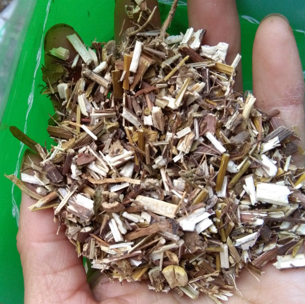 蓍草蜈蚣草飞天蜈蚣乱头发土一支蒿羽衣草千条蜈蚣锯草一枝蒿