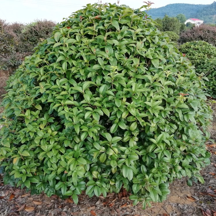 自家苗圃 批发精品桂花球 金桂八月桂花 花期长 成活率高 四季桂