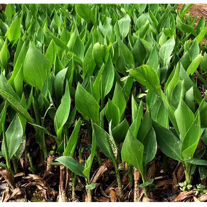 批发美人蕉苗 精品园林绿化工程庭院造型苗木30至50公分 基地直销