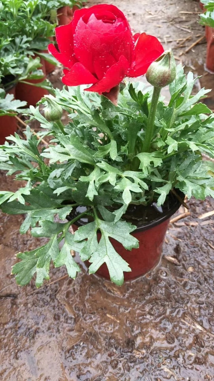 芹叶牡丹盆栽多色 青州基地批发 花毛茛盆栽芹叶牡丹绿化花坛色带