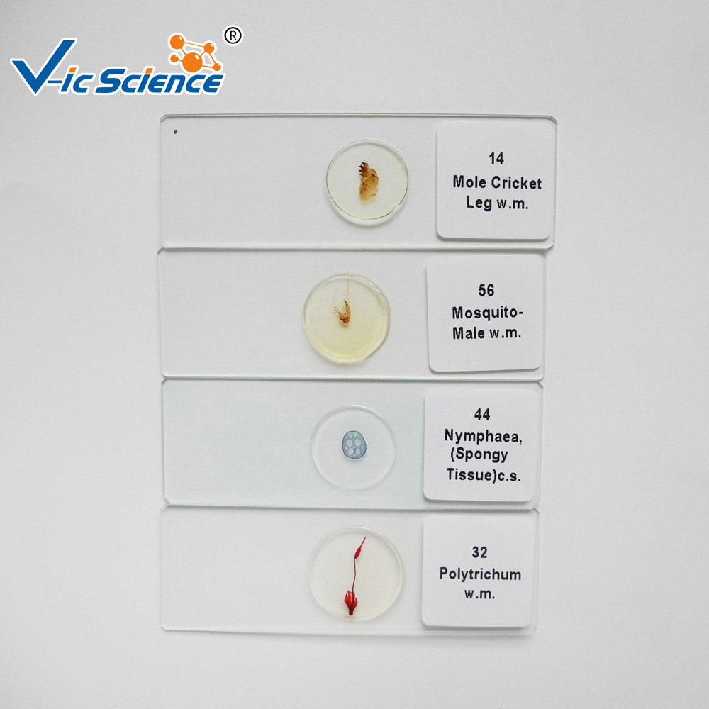 工厂供应 中小学显微镜玻片 细菌三型涂片 微生物类 生物切片