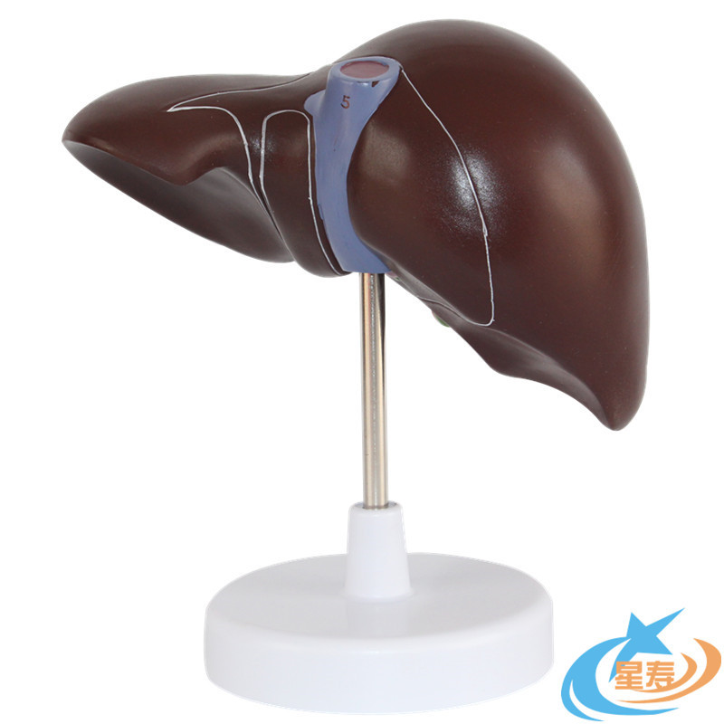 进口模具人体肝脏解剖模型肝胆模型胰腺胆模型胆管放大1.5倍-阿里巴巴