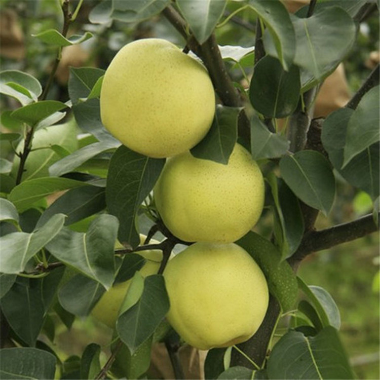 红星梨苗 直销果树苗 优质嫁接梨树苗 新品种梨树 抗病耐旱丰产