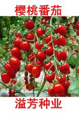 蔬菜瓜果种籽大红番茄种子紫番茄小黑番茄多彩番茄樱桃番茄