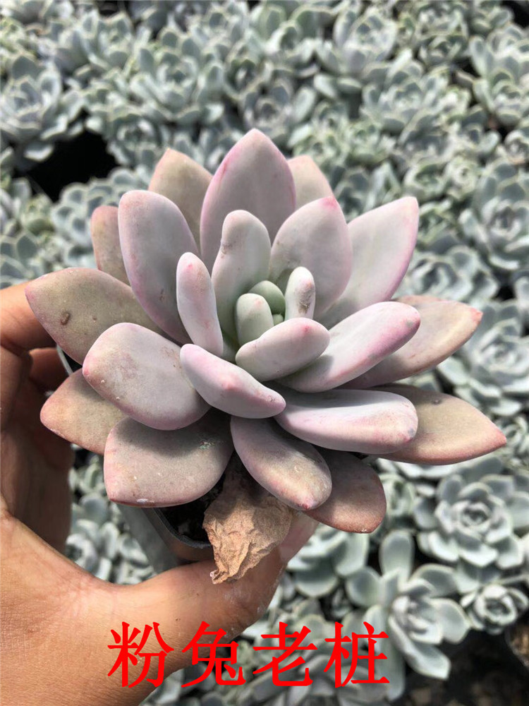 094山东多肉植物基地批发 大号粉兔10cm左右老桩多肉贵货品种