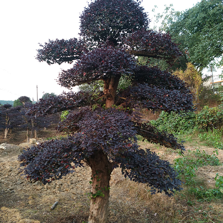 精品造型红花继木 湖南苗圃基地批发红继木桩