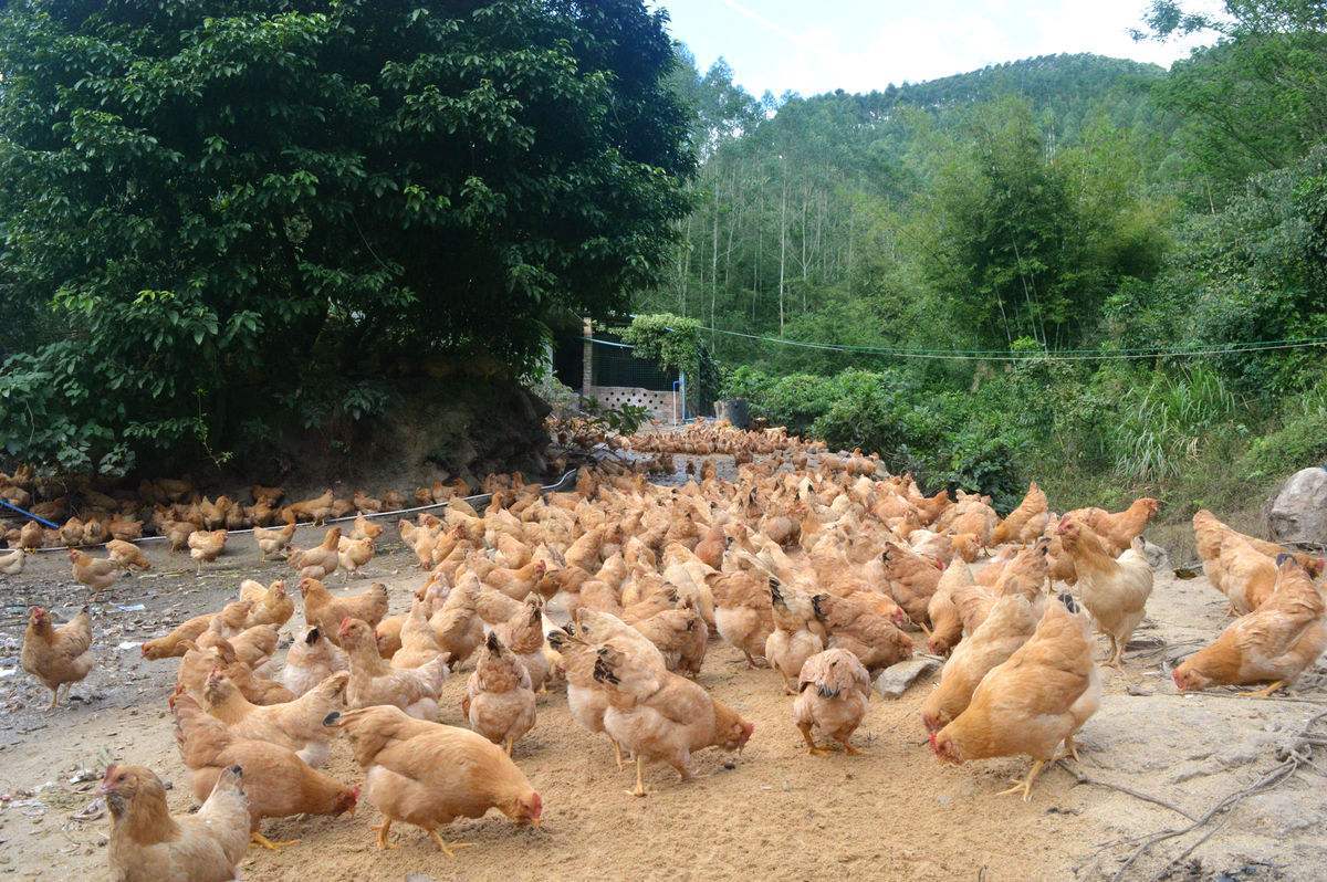 豆渣发酵后喂鸡可以让鸡提前出栏吗