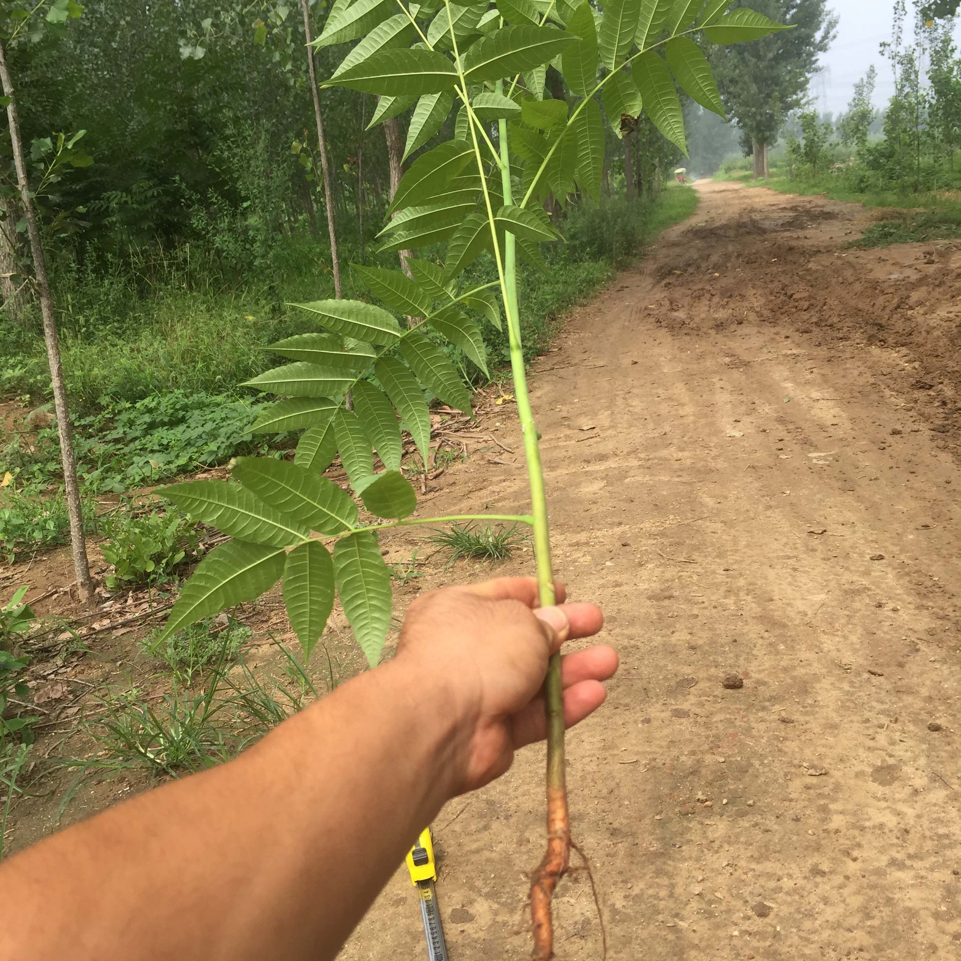 香椿树苗批发 基地大量现货供应苗木 1-3公分 5公分大香椿树