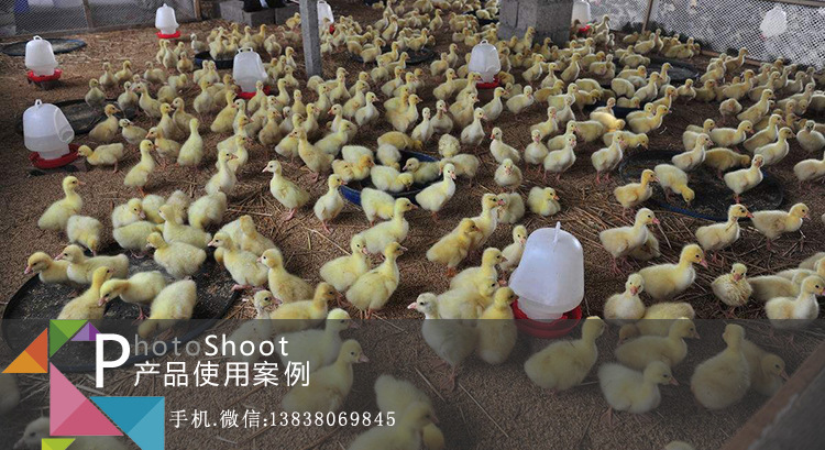 鸭棚除氨气益生菌客户案例