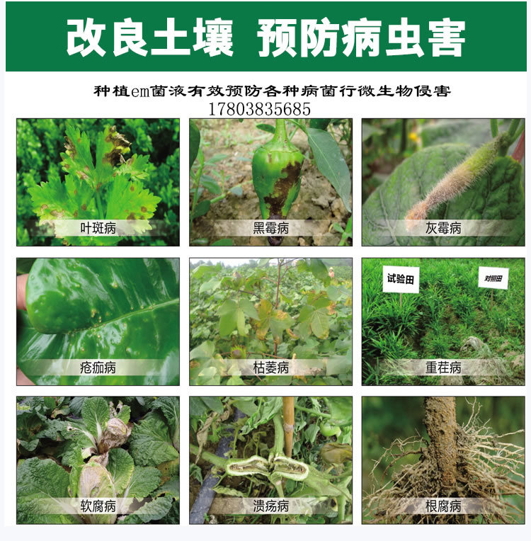 种植益生菌