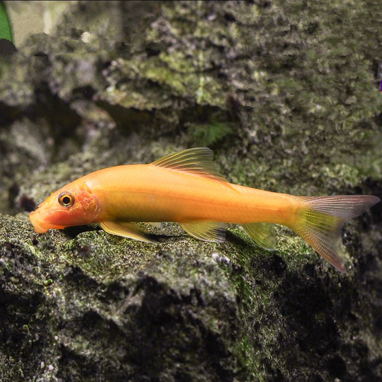 金苔鼠鱼活体清洁鱼除藻青苔鱼草缸可混养水族世界热带观赏鱼批发