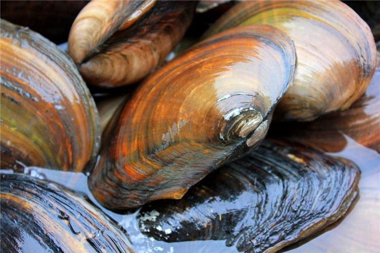 河蚌 田螺 贝类 河道生态修复 水族