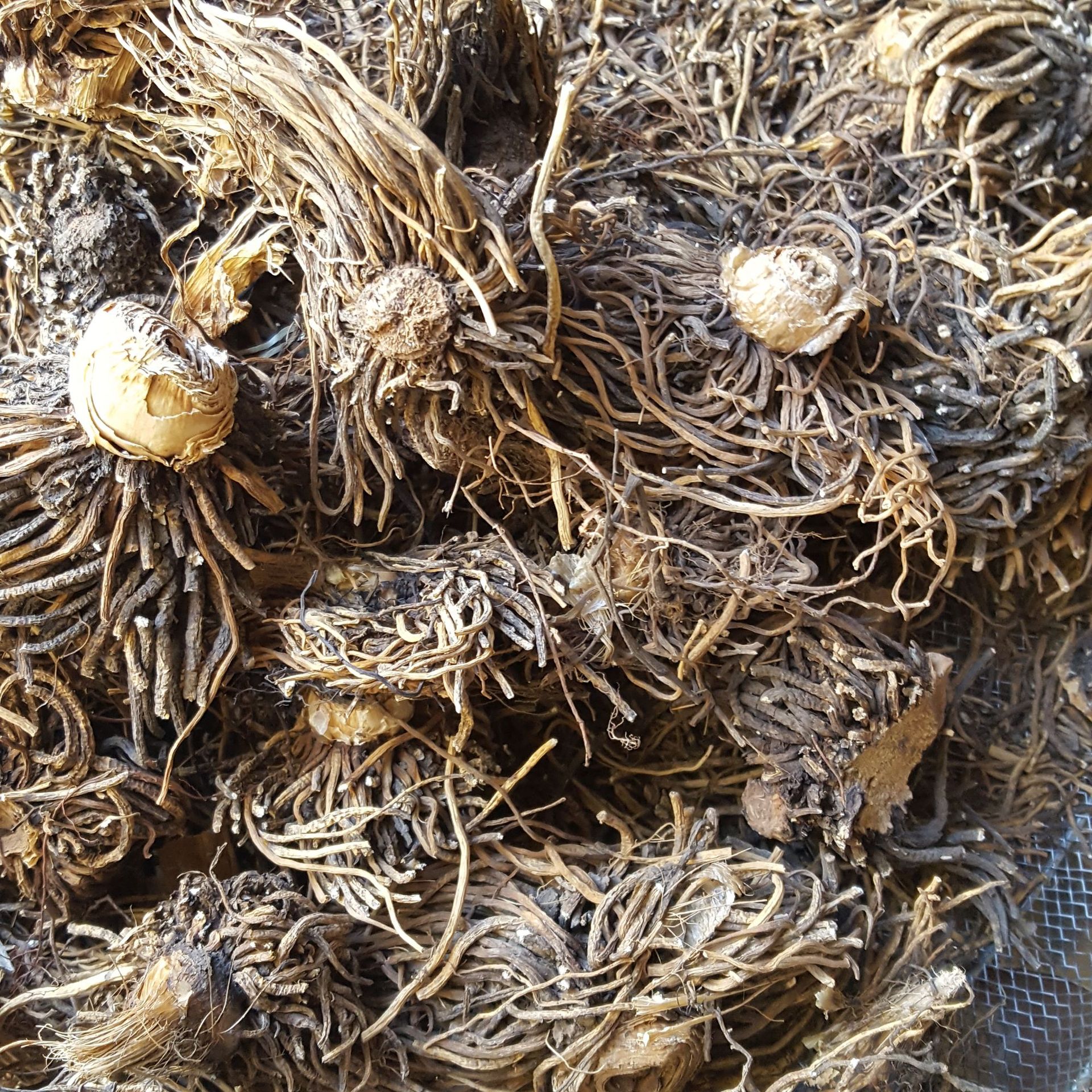 批发供应藜芦 黑藜芦 山葱 大叶藜芦 棕包头 量大从优