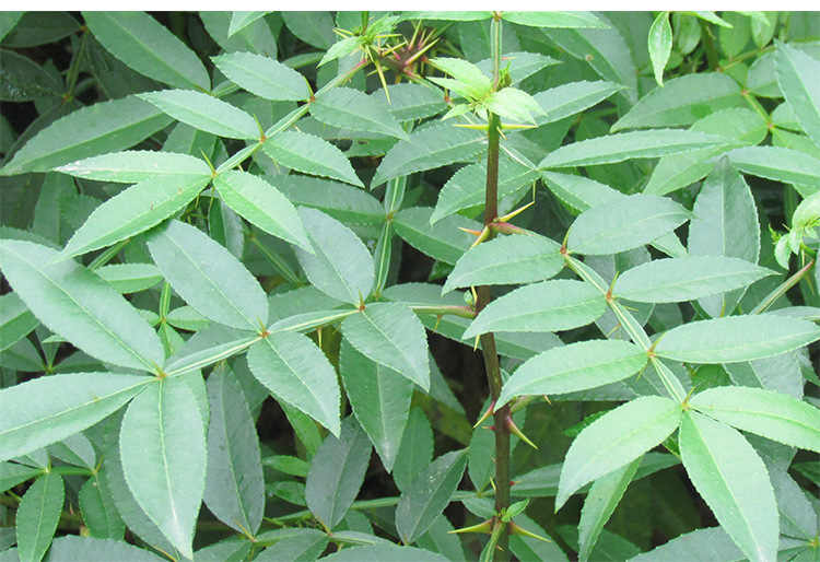 九叶青花椒苗 天之骄子 大红袍 花椒苗大量批发各类苗木厂家批发