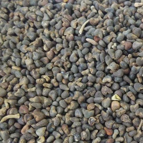 苘麻子包装1000g冬葵子青麻葵子中药材批发