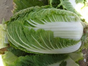 耐热大白菜种子热抗55天超级夏阳早熟高产夏季蔬菜农家田园