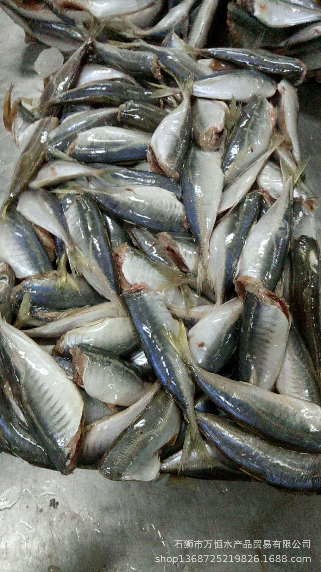 万恒水产批发大量 冷冻去头吧 去头巴郎鱼 10-12尾 一片10公斤