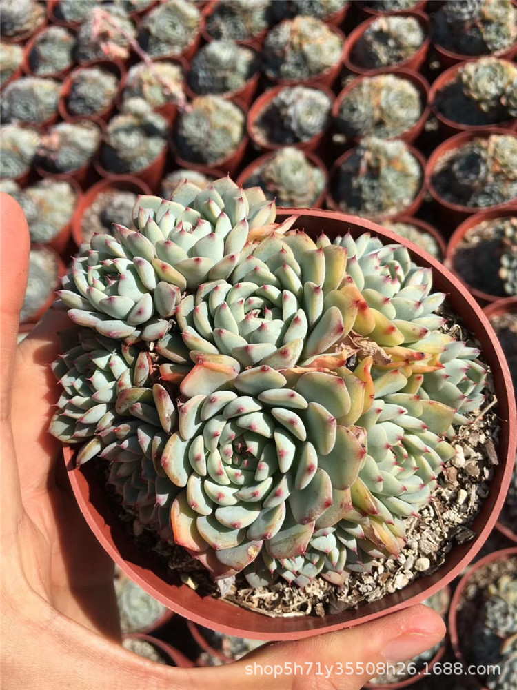 1996多肉植物大棚批发 粉姬莲盆12cm 状态实拍多肉品种限量