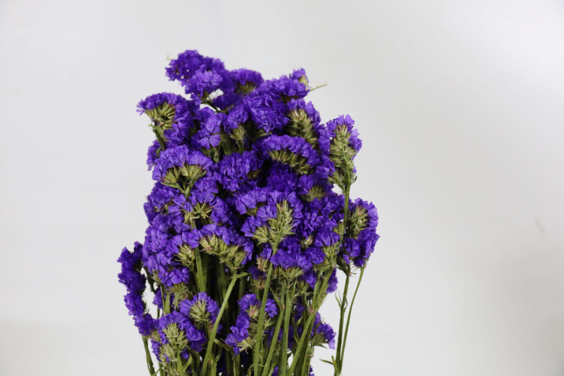 有180-2oog.自然晾干颜色鲜亮,勿忘我花语:永恒的爱,不要忘记我.