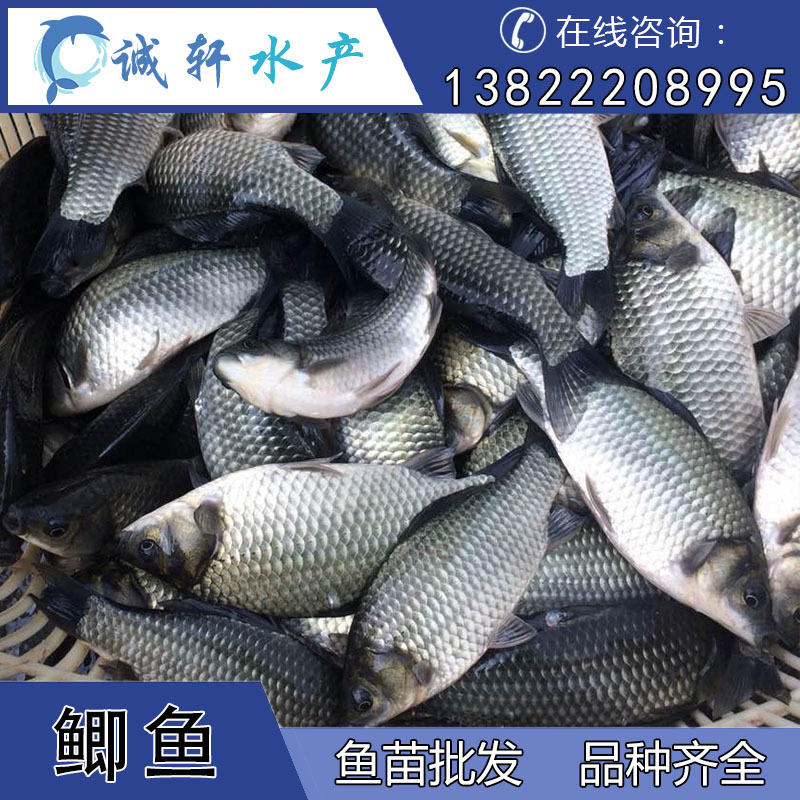 俄罗斯超级鲫鱼苗 生长快抗病强 超级鲫鱼 巨型鲫鱼  放生鱼