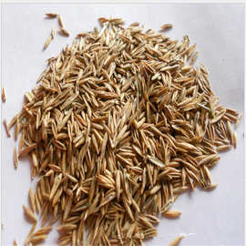 基地直销 高羊茅草坪种子 紫羊茅草坪种子 高羊毛草籽 四季常青