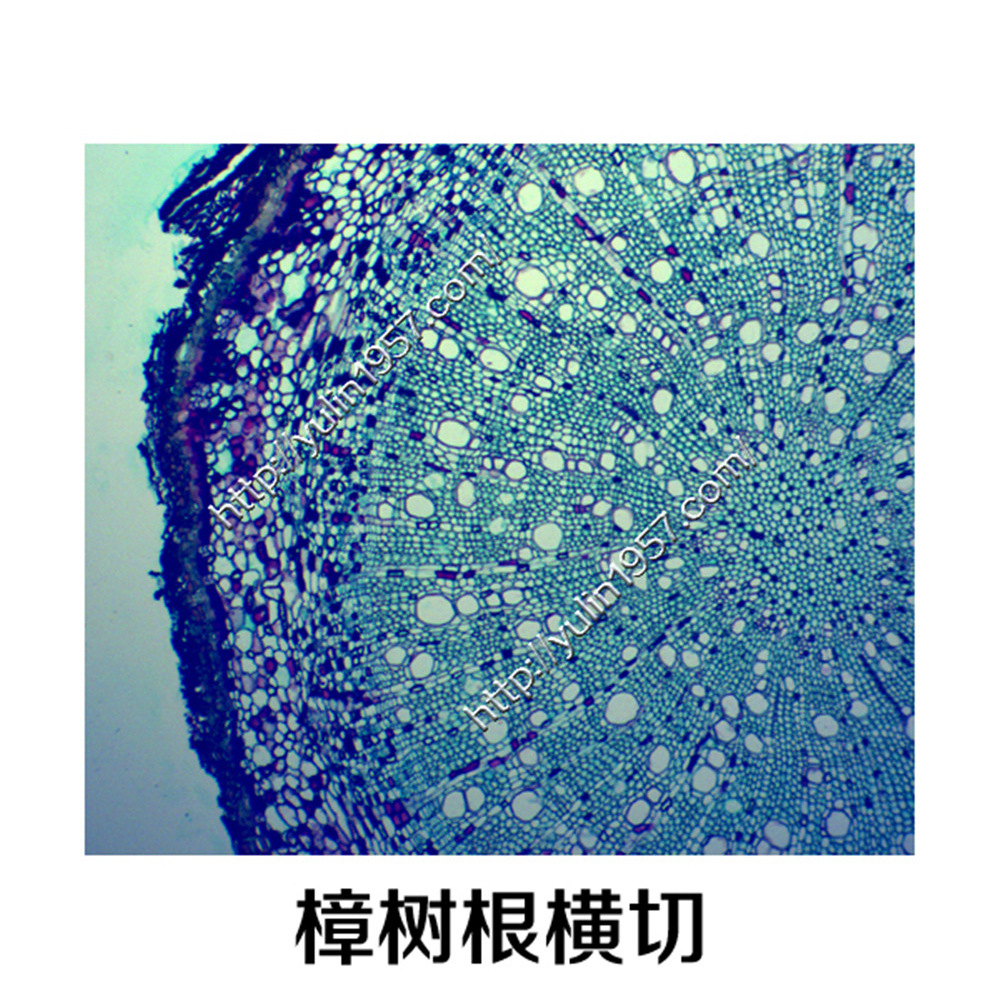 玻片 切片标本 生物显微镜实验 樟树根横切
