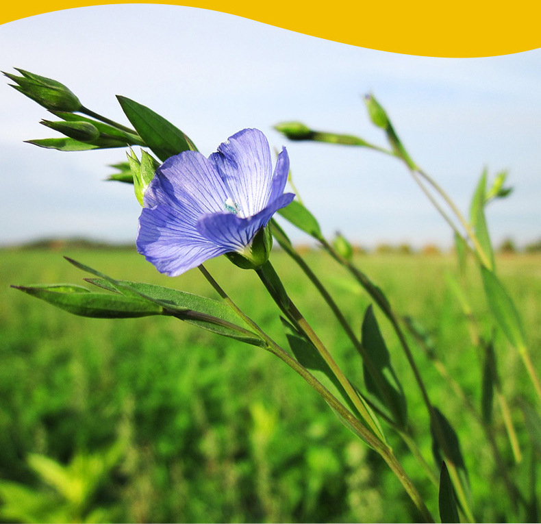 诚招 亚麻籽油压榨亚麻籽油 菜籽油植物食用油代理