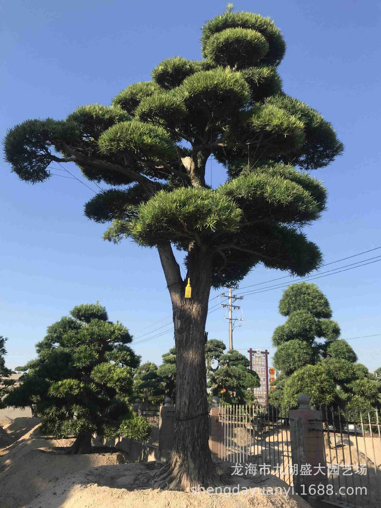 江苏国产造型罗汉松批发 安徽迎客松罗汉松树价格 浙江罗汉松盆景