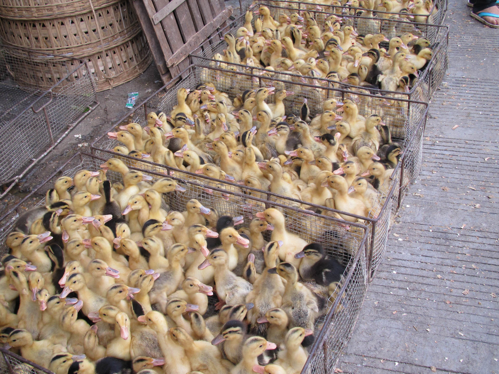 批发杂交鸭中鸭 8天左右的中鸭苗 咨询13317809934