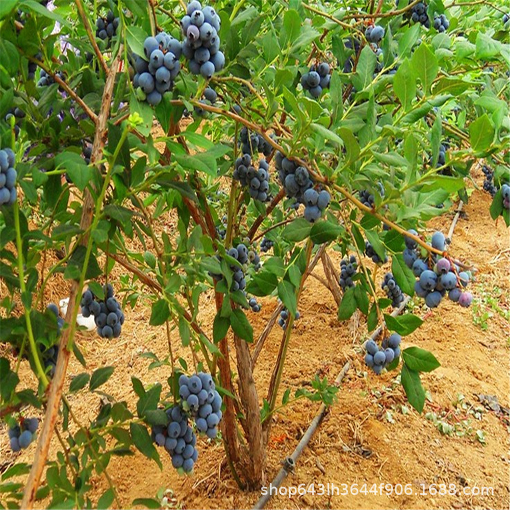 高产果大果树美橙蓝莓树苗 盆栽水果庭院阳台栽植南北方当年结果