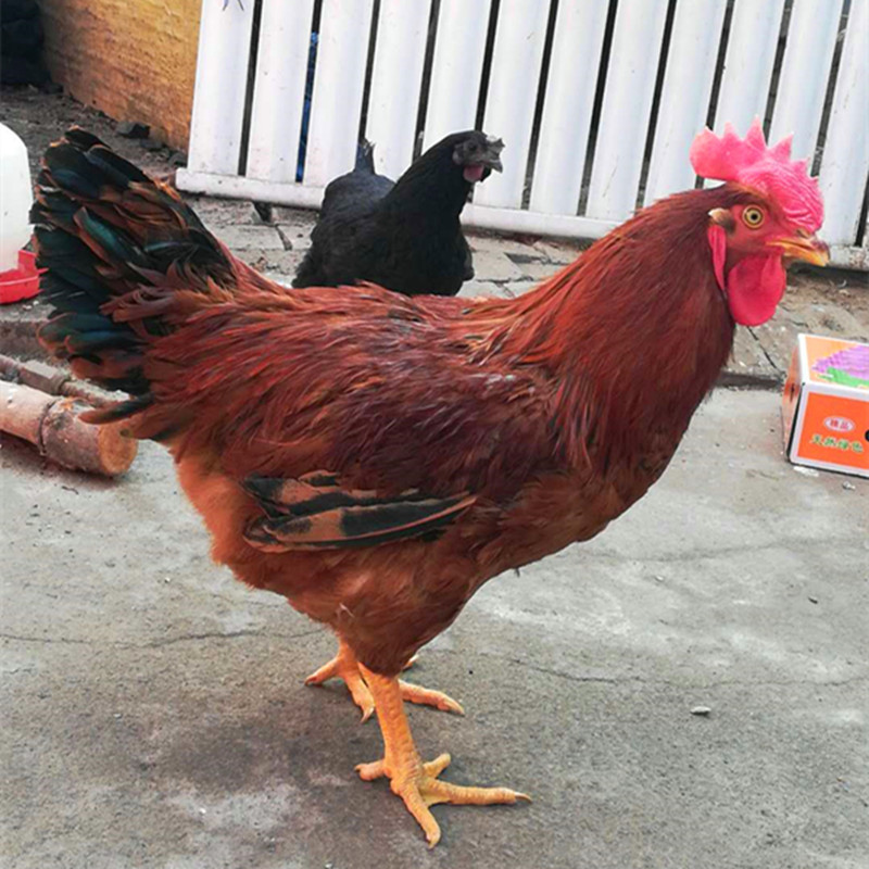哪里有适合农村养殖的大红公鸡苗 常年批发九斤红公鸡苗红玉鸡苗