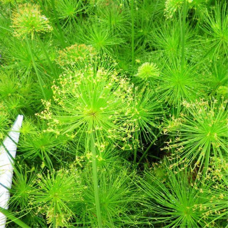 批发水生植物 莎草 细叶莎草 纸莎草 水体绿化 水生绿化 举报