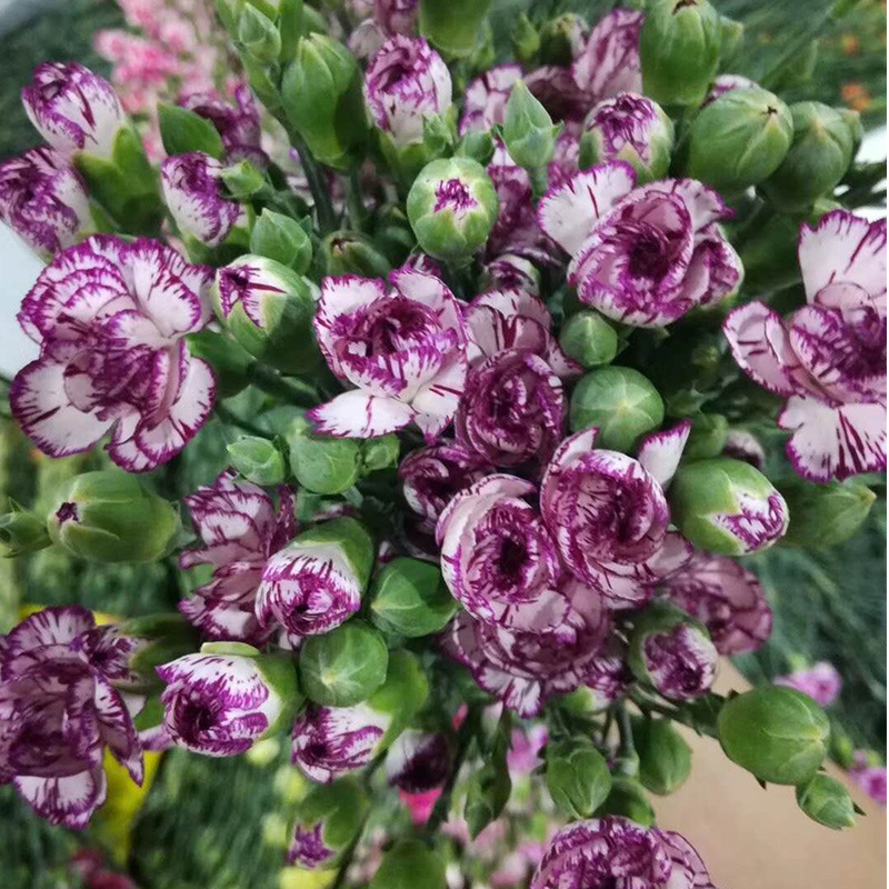 花款 运费 纸箱包装人工费下单前请联系客服报价【多头康乃馨】多丁