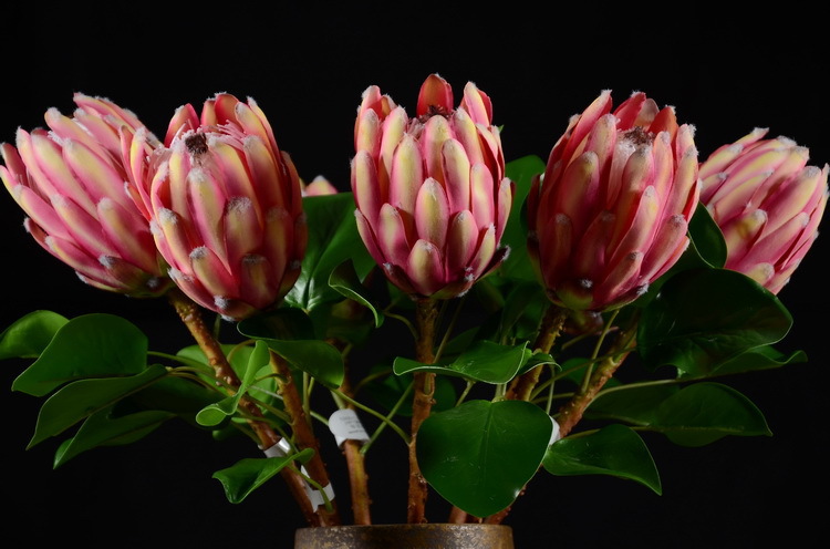 热带植物仿真帝王花公主花样板房家居客厅装饰绢花背景墙道具