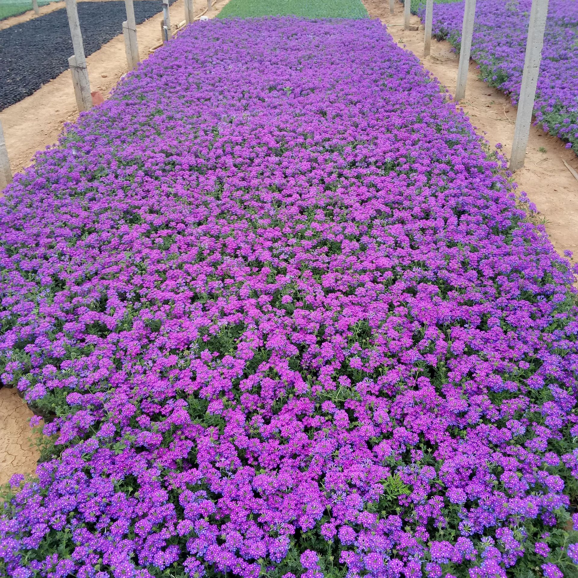 美女樱 青州花卉常年供应草花美女樱 宿根花卉细叶美女樱