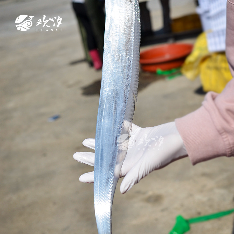 欢汐 海捕野生带鱼 活冻生鲜食材带鱼