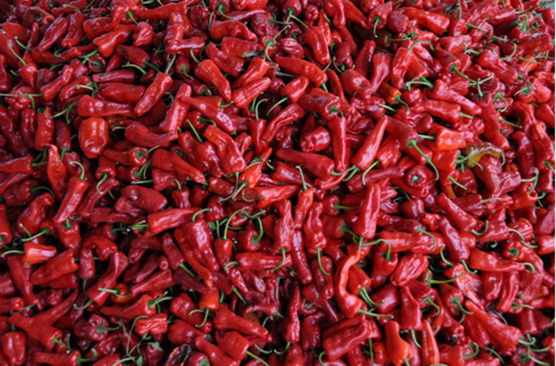 内蒙古特产托县辣椒托克托县红辣椒托县一溜弯辣椒(整辣椒)500g