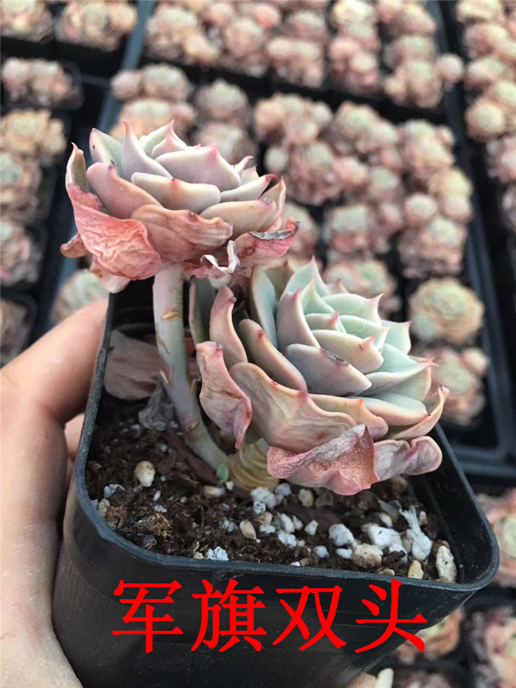 667多肉植物露养大棚批发 军旗双头多肉贵货品种 状态一流限量发