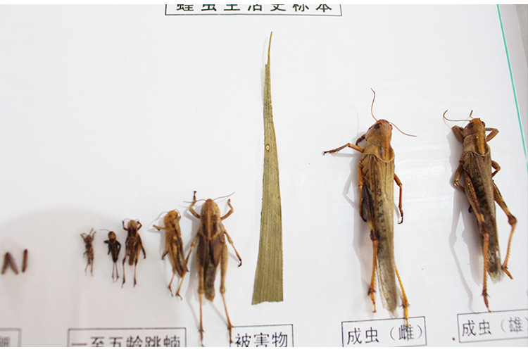 蝗虫生活史标本 初中高中生物实验教学仪器器材标本实验