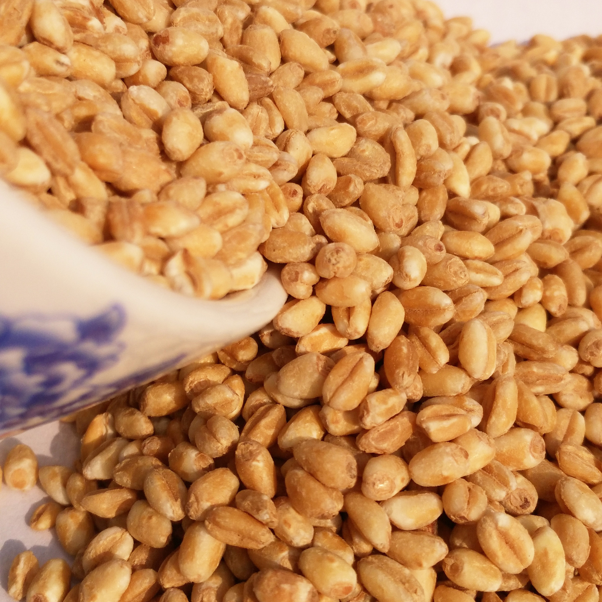 批发 低温烘焙五谷杂粮烘焙熟大麦仁 杂粮 现磨豆浆原料 磨粉专用