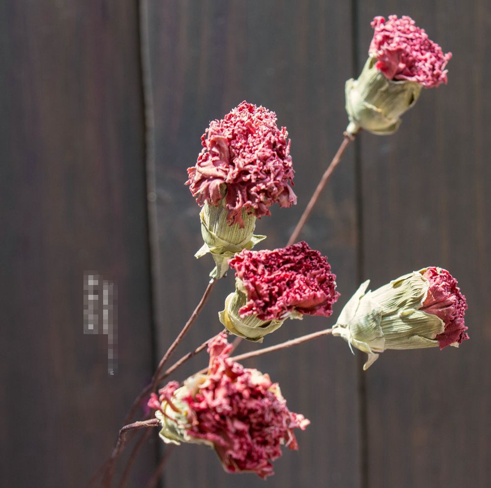 风干康乃馨干花手工插杆复古做旧风格店面装饰