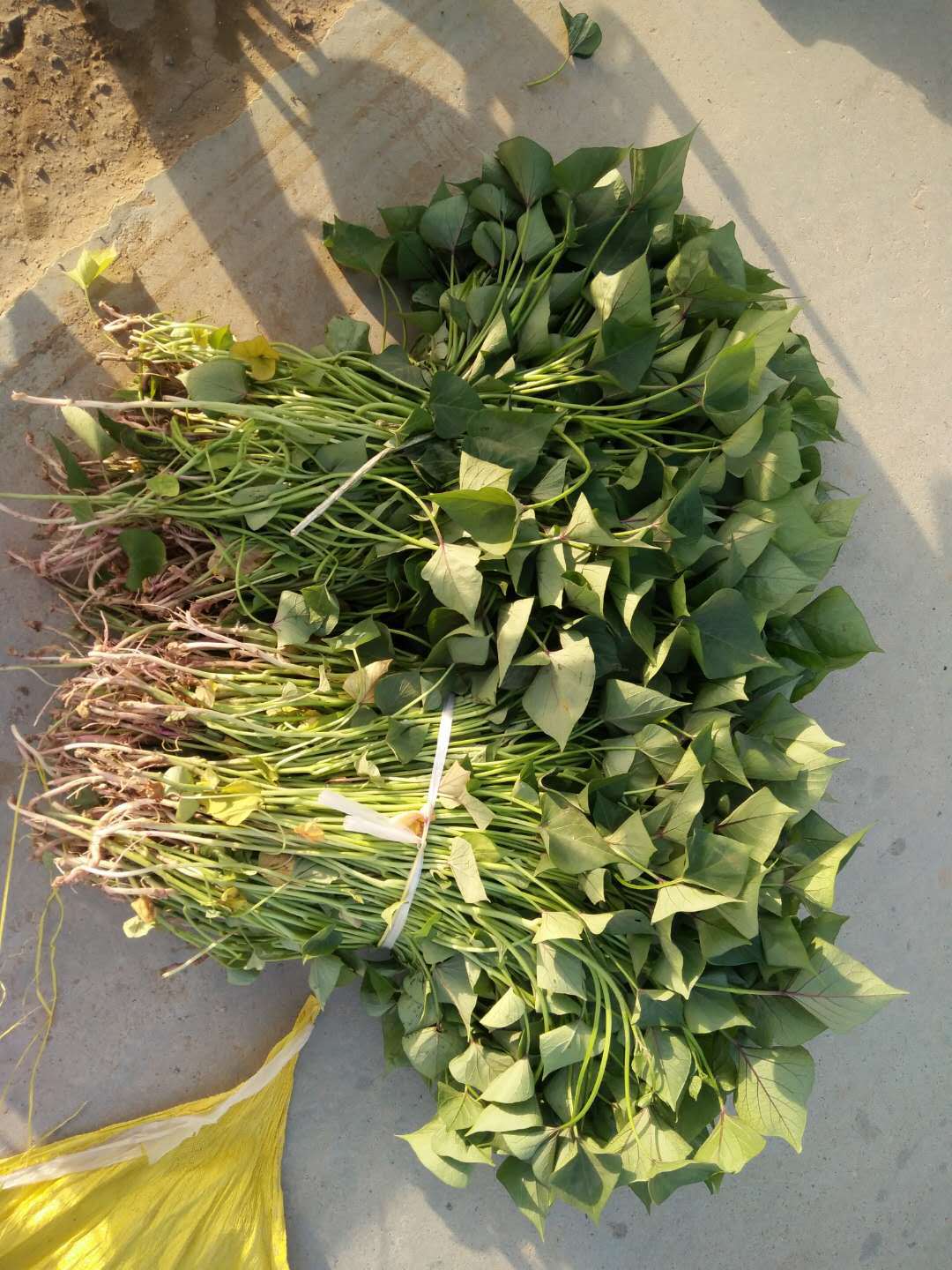 批发济薯26地瓜苗脱毒甘薯地瓜苗地瓜秧子批发 大田剪苗