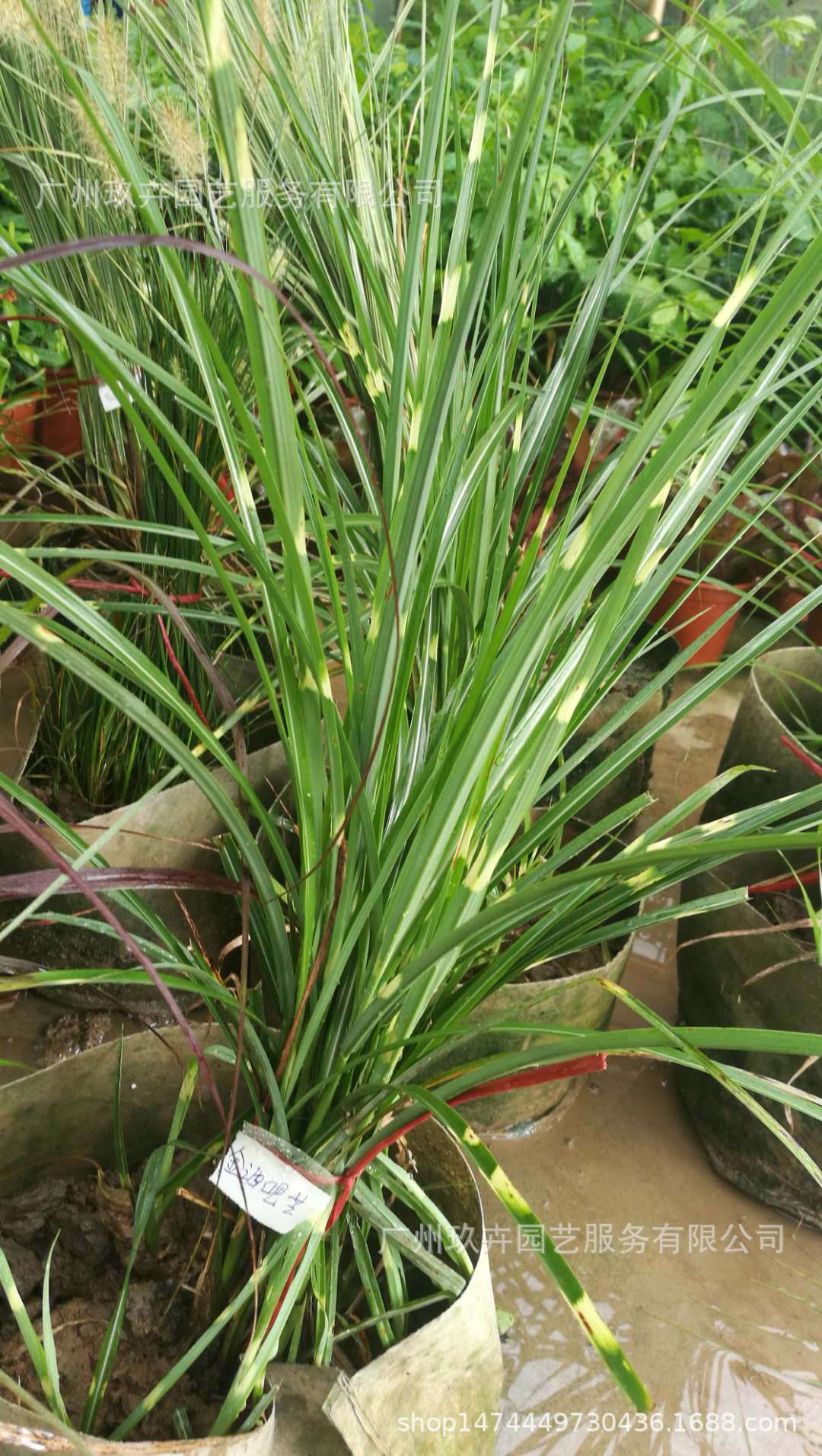 金酒吧芒观赏草公园绿化植物净化空气植物